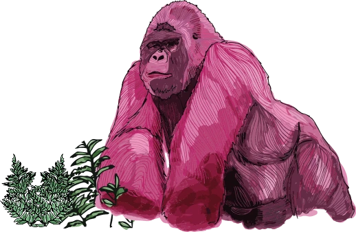 Gorilla