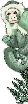 Monkey